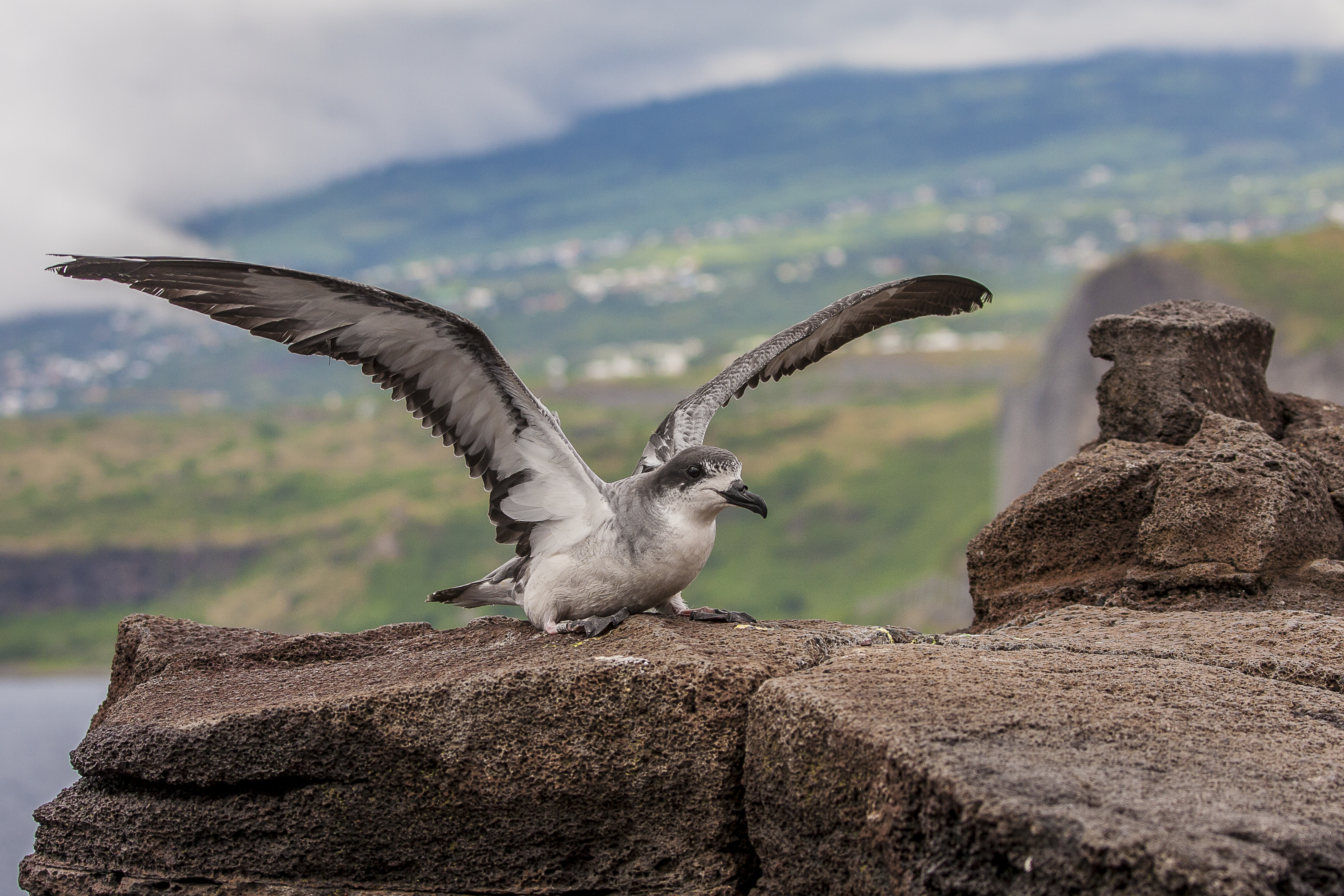 Pétrel de Barau et Encornet bande violette